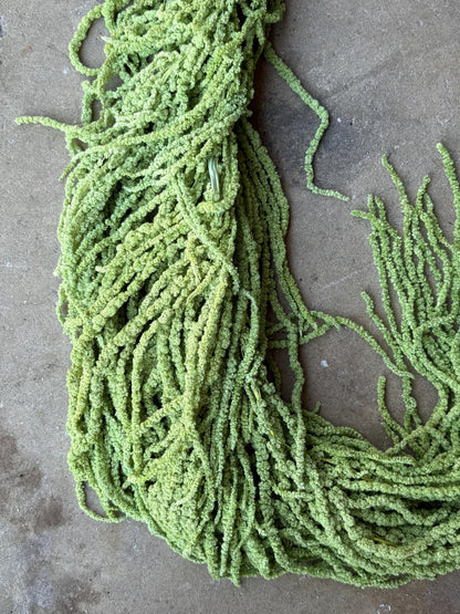Hanging Amaranthus - Pistachio Green