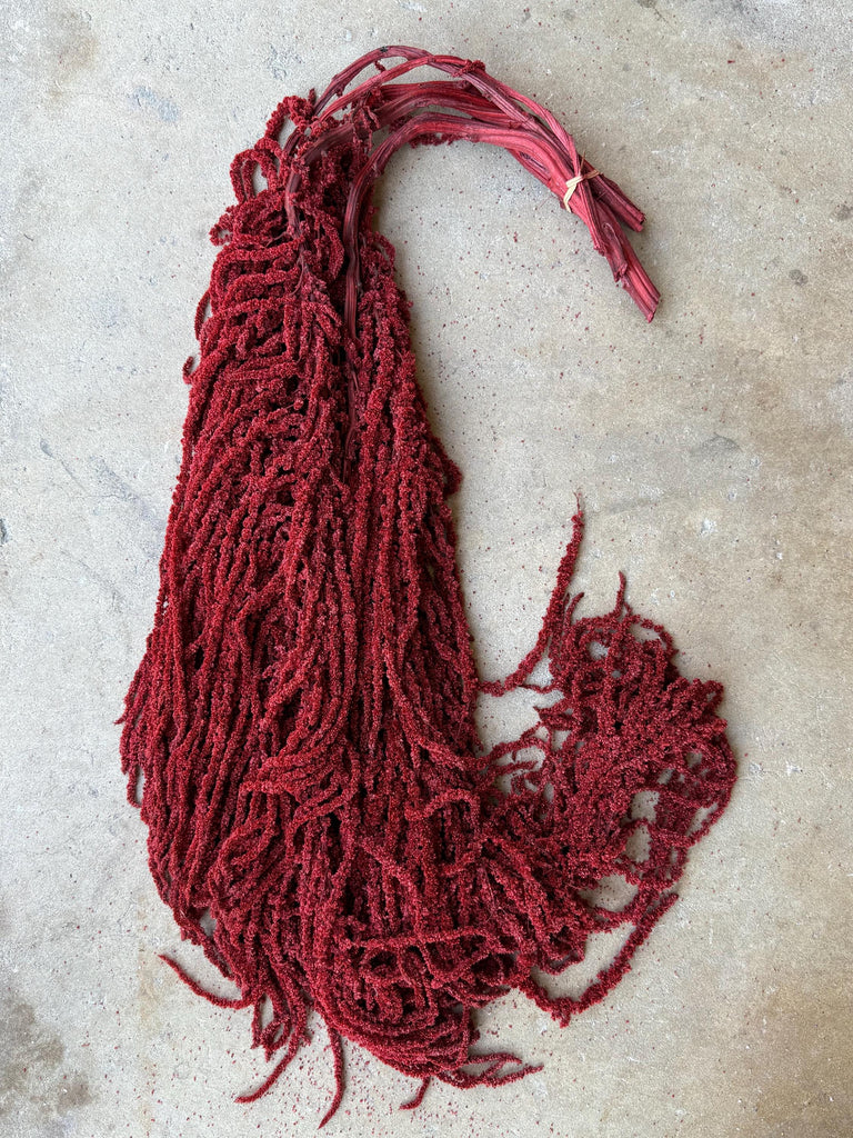 Hanging Amaranthus - Deep Red
