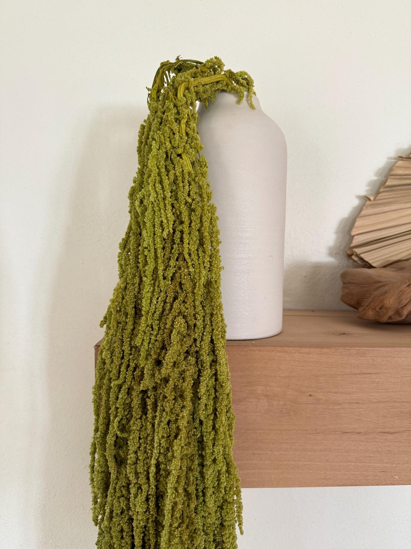 Hanging Amaranthus - Chartreuse Green