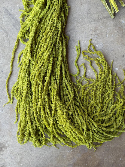 Hanging Amaranthus - Chartreuse Green