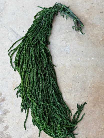 Hanging Amaranthus - Emerald Forest Green