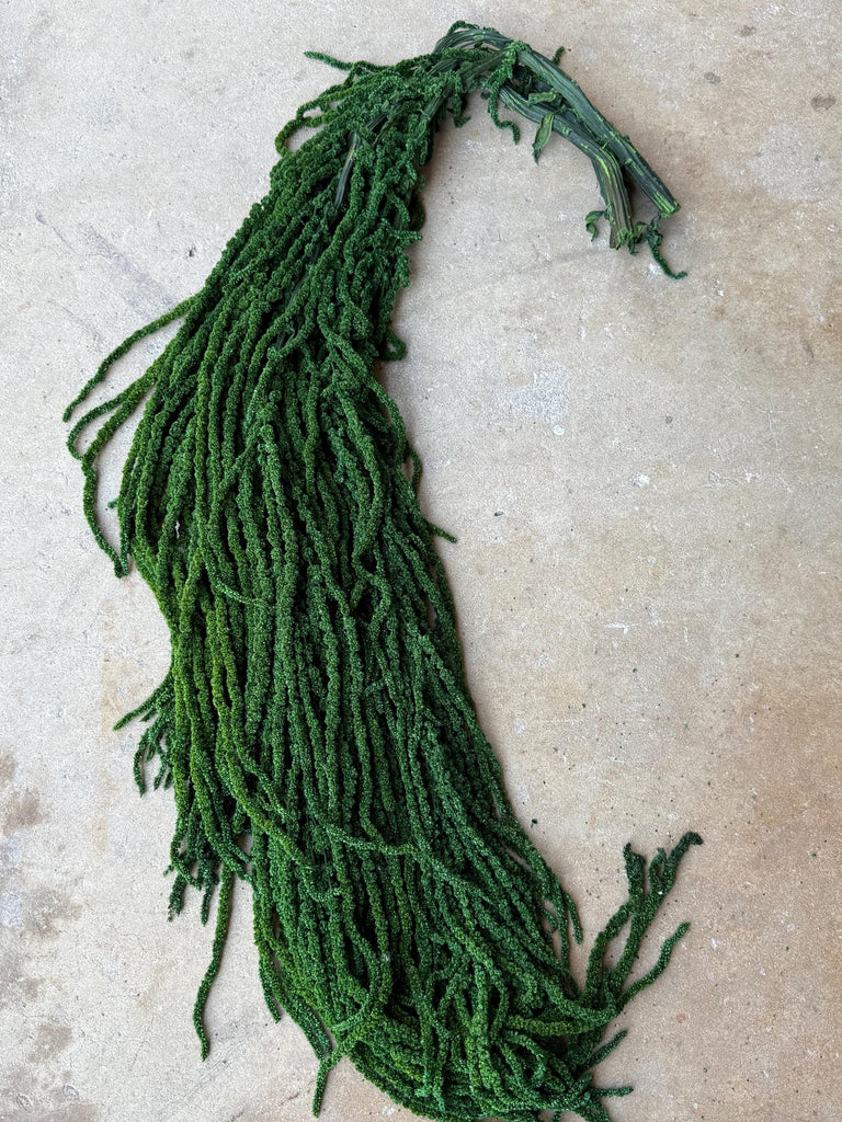 Hanging Amaranthus - Emerald Forest Green