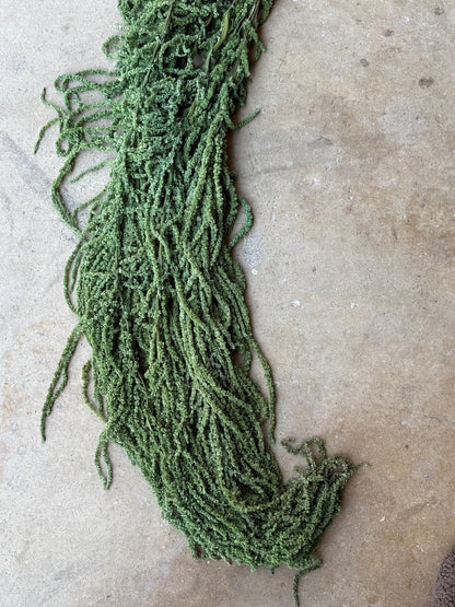 Hanging Amaranthus - Basil Green