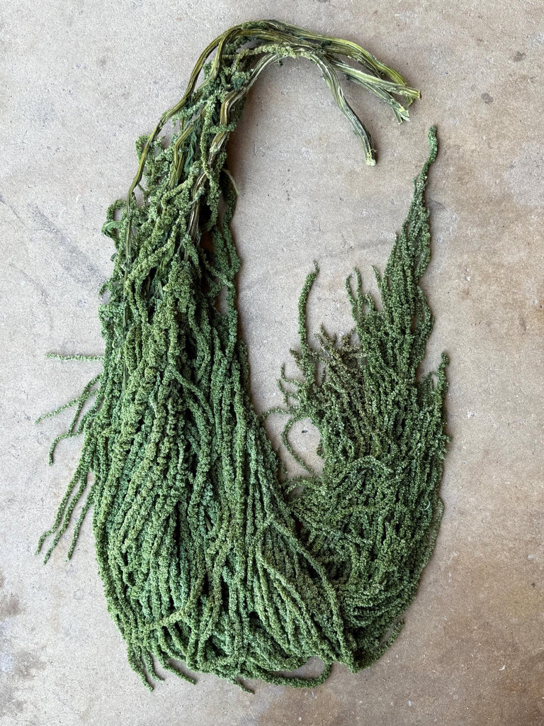 Hanging Amaranthus - Basil Green