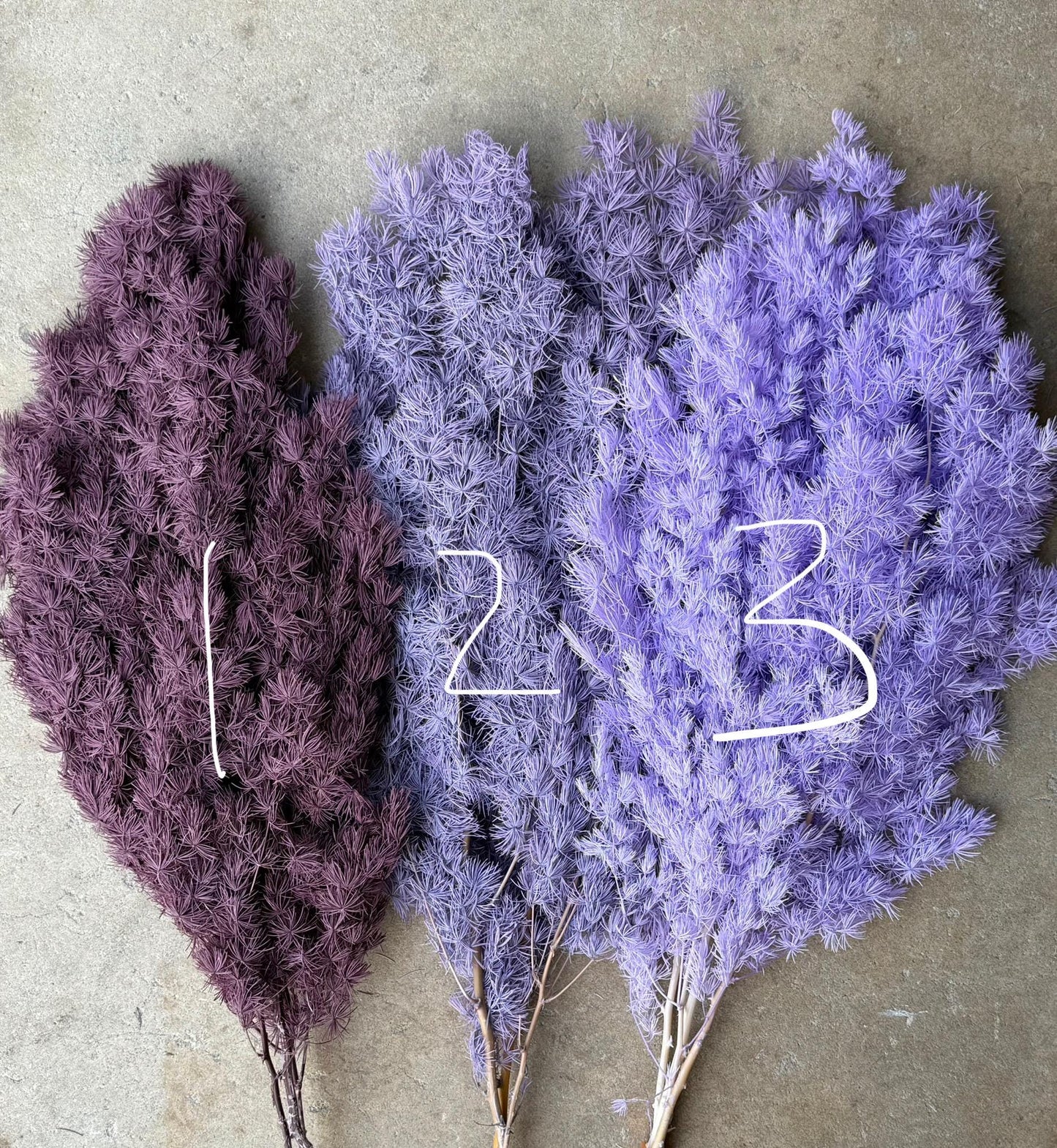 Ming/Asparagus Fern Preserved - Purple Plum