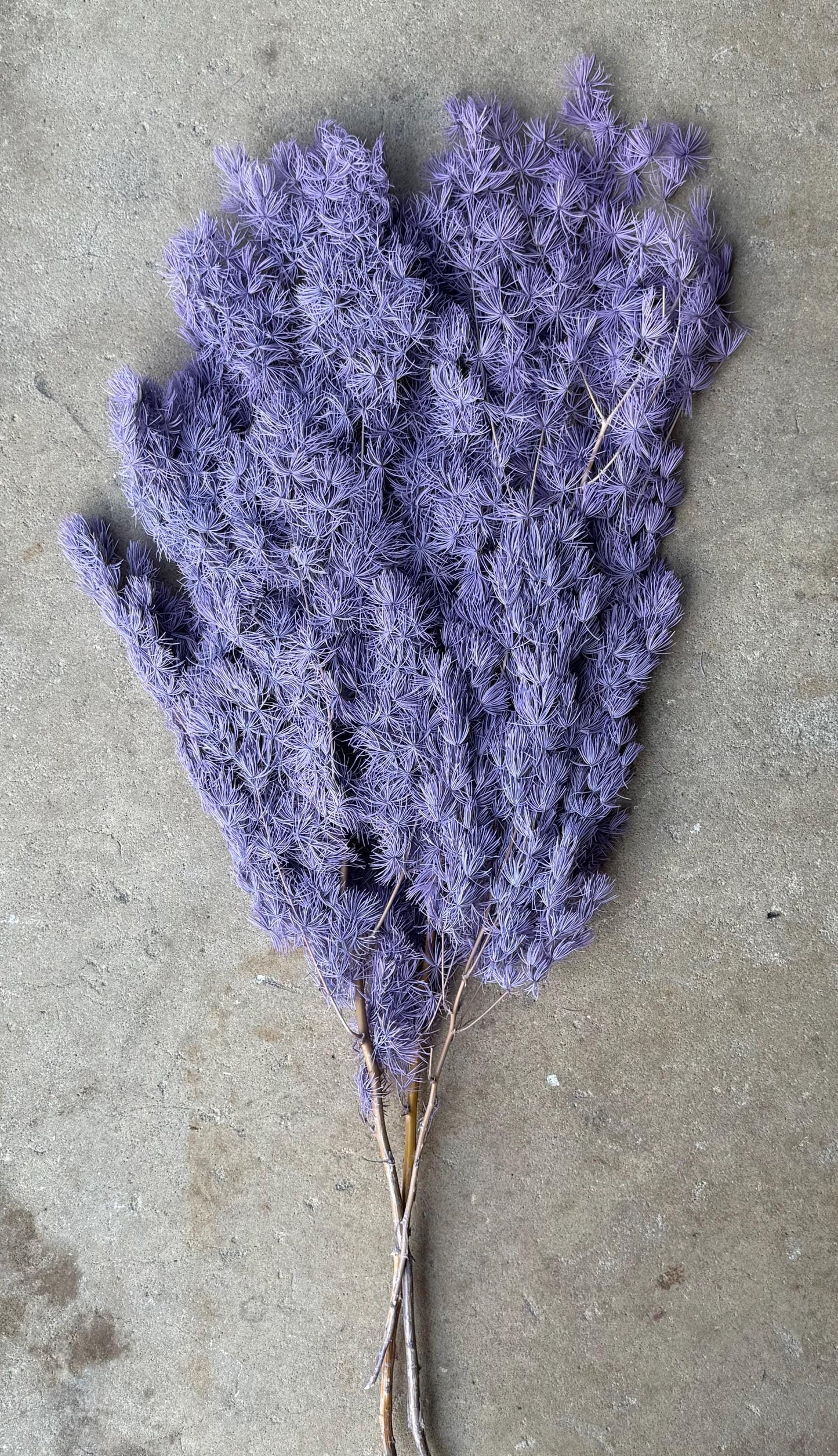 Ming/Asparagus Fern Preserved - Dusty Purple