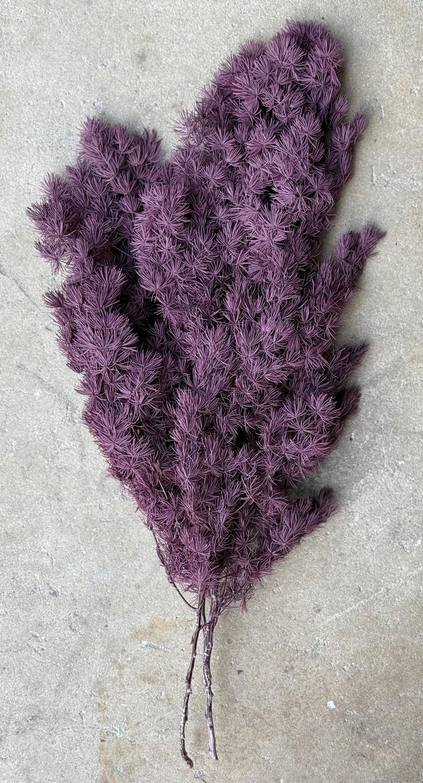 Ming/Asparagus Fern Preserved - Purple Plum