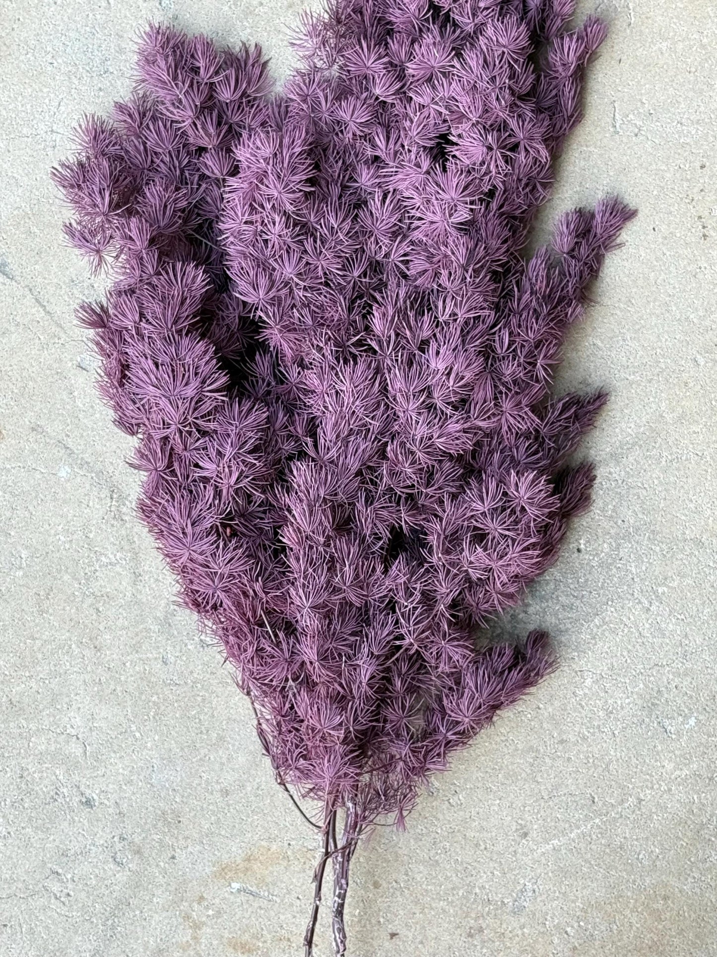 Ming/Asparagus Fern Preserved - Purple Plum