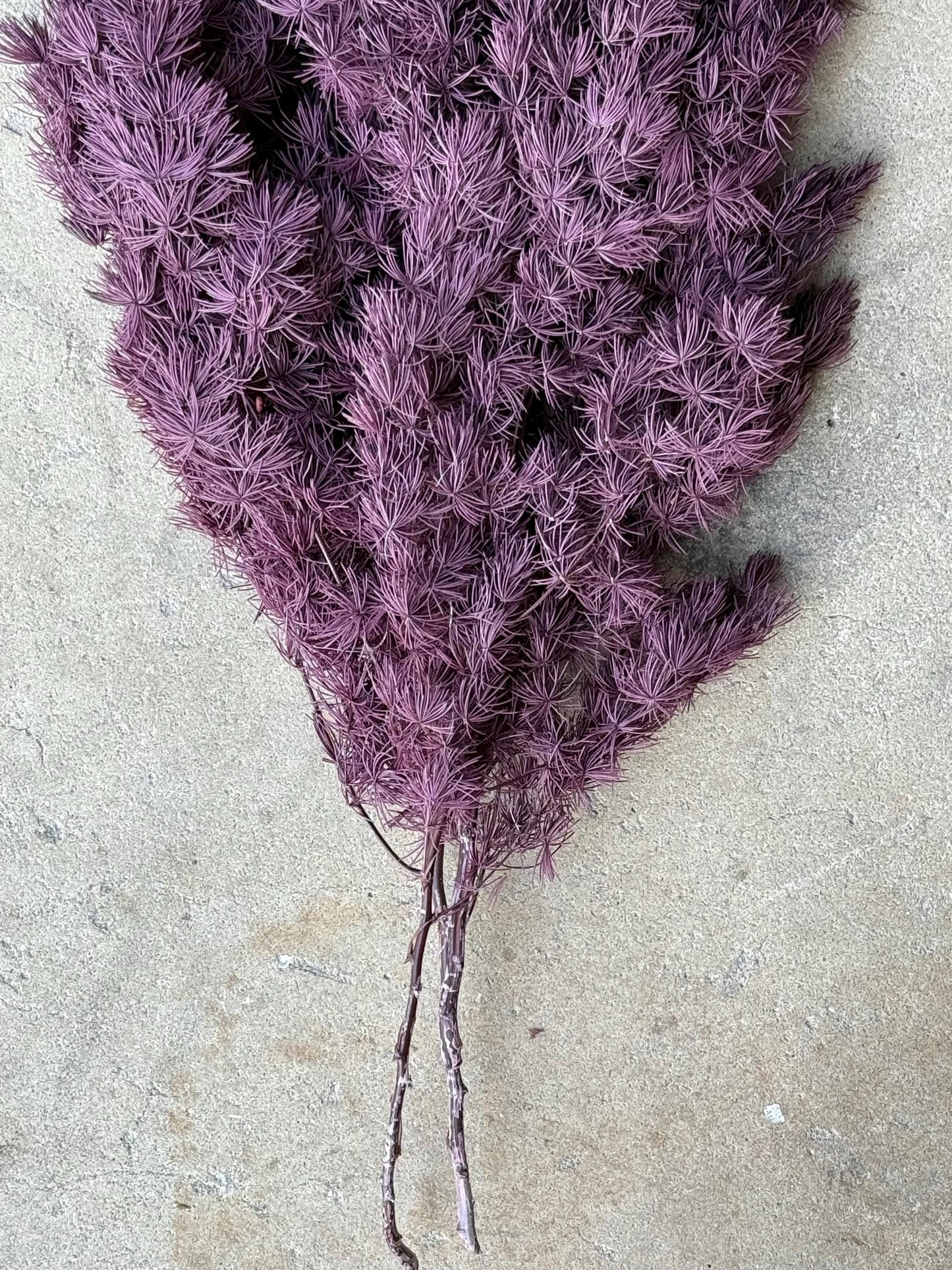 Ming/Asparagus Fern Preserved - Purple Plum