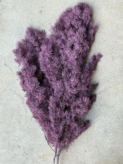 Ming/Asparagus Fern Preserved - Purple Plum