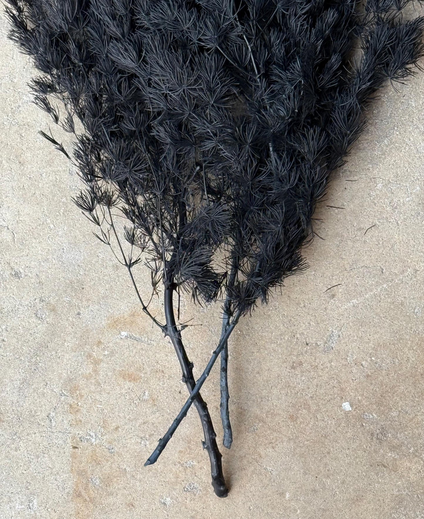 Ming/Asparagus Fern Preserved - Black