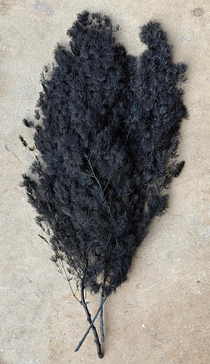 Ming/Asparagus Fern Preserved - Black