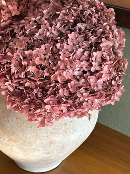 Real Hydrangea Preserved - Large Desert Rose