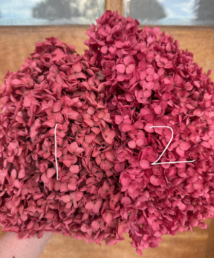 Real Hydrangea Preserved- Large Fuchsia Rose