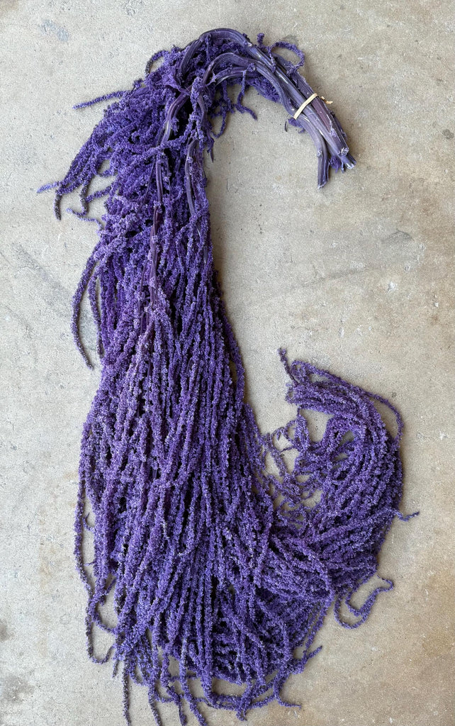 Hanging Amaranthus - Purple