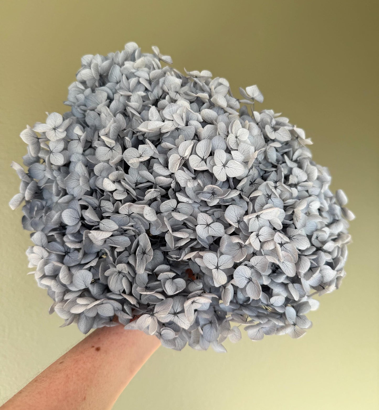 Real Hydrangea Preserved- Large Light Dusty Blue