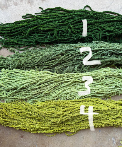 Hanging Amaranthus - Pistachio Green