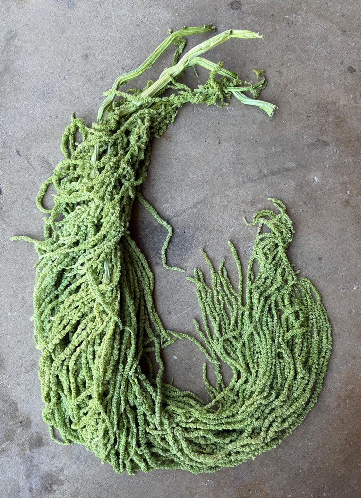 Hanging Amaranthus - Pistachio Green