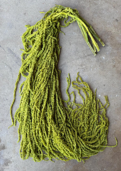 Hanging Amaranthus - Chartreuse Green