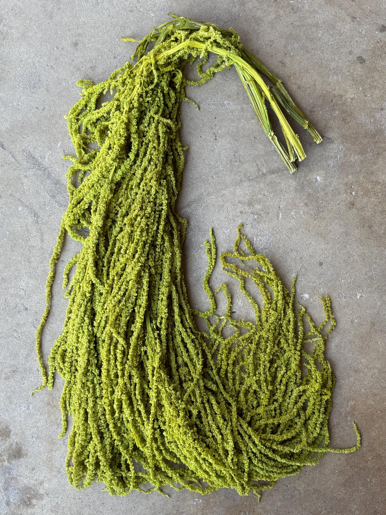 Hanging Amaranthus - Chartreuse Green