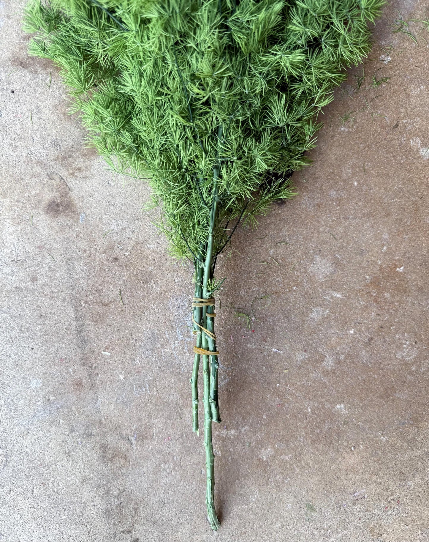 Ming/Asparagus Fern Preserved - Green