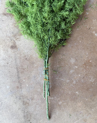 Ming/Asparagus Fern Preserved - Green