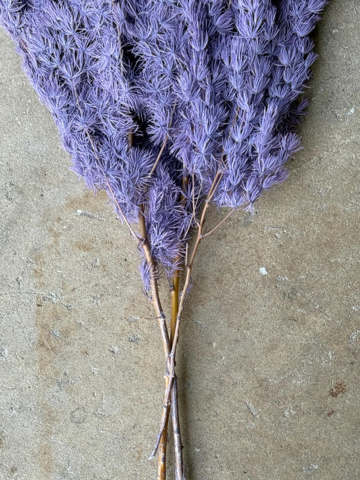 Ming/Asparagus Fern Preserved - Dusty Purple
