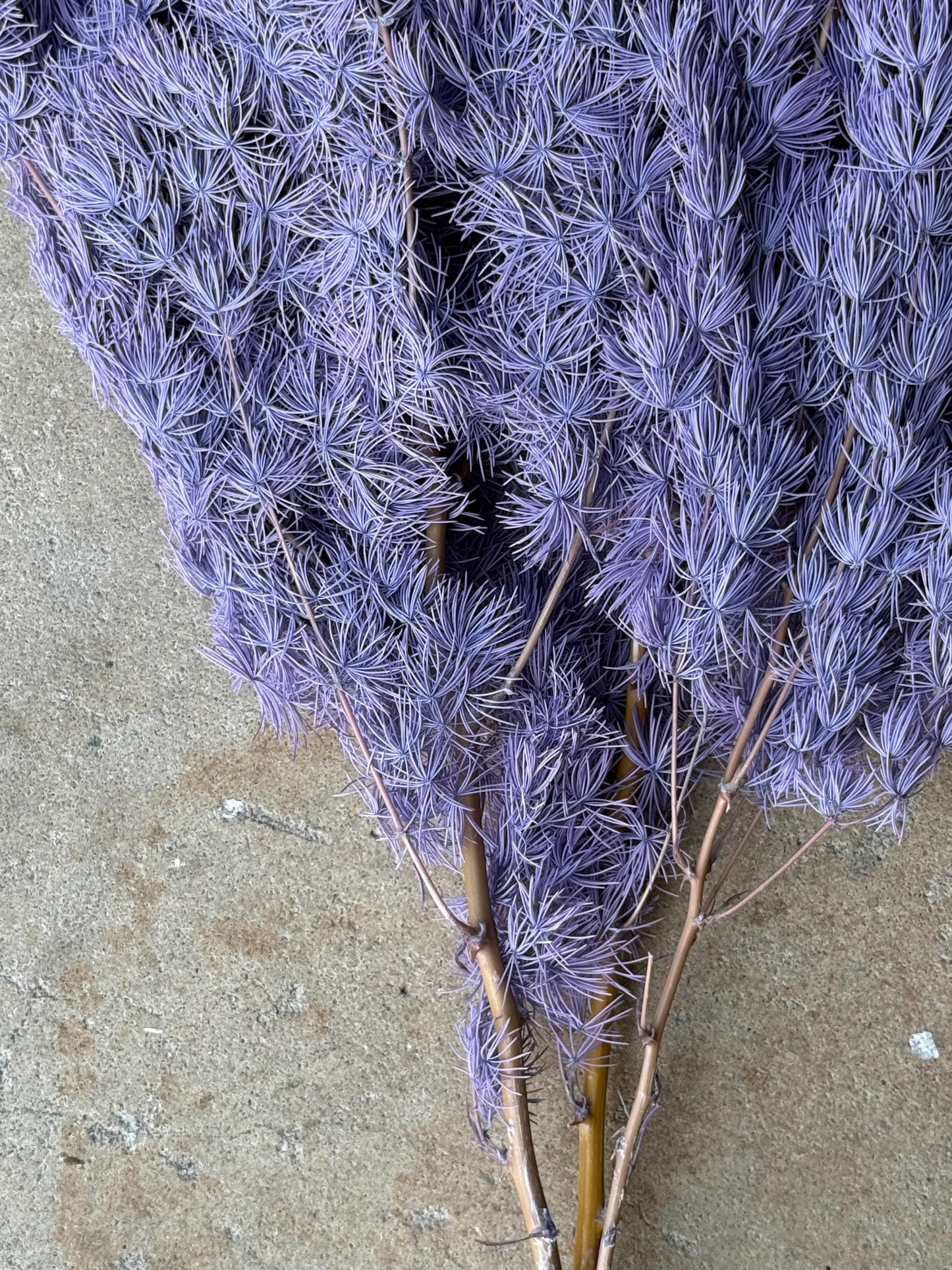Ming/Asparagus Fern Preserved - Dusty Purple