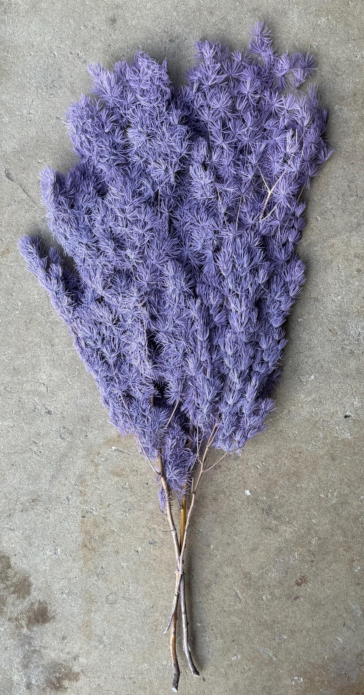 Ming/Asparagus Fern Preserved - Dusty Purple
