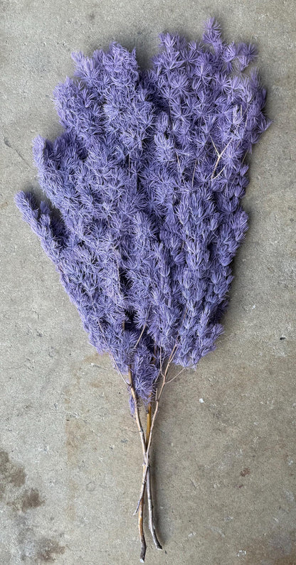 Ming/Asparagus Fern Preserved - Dusty Purple