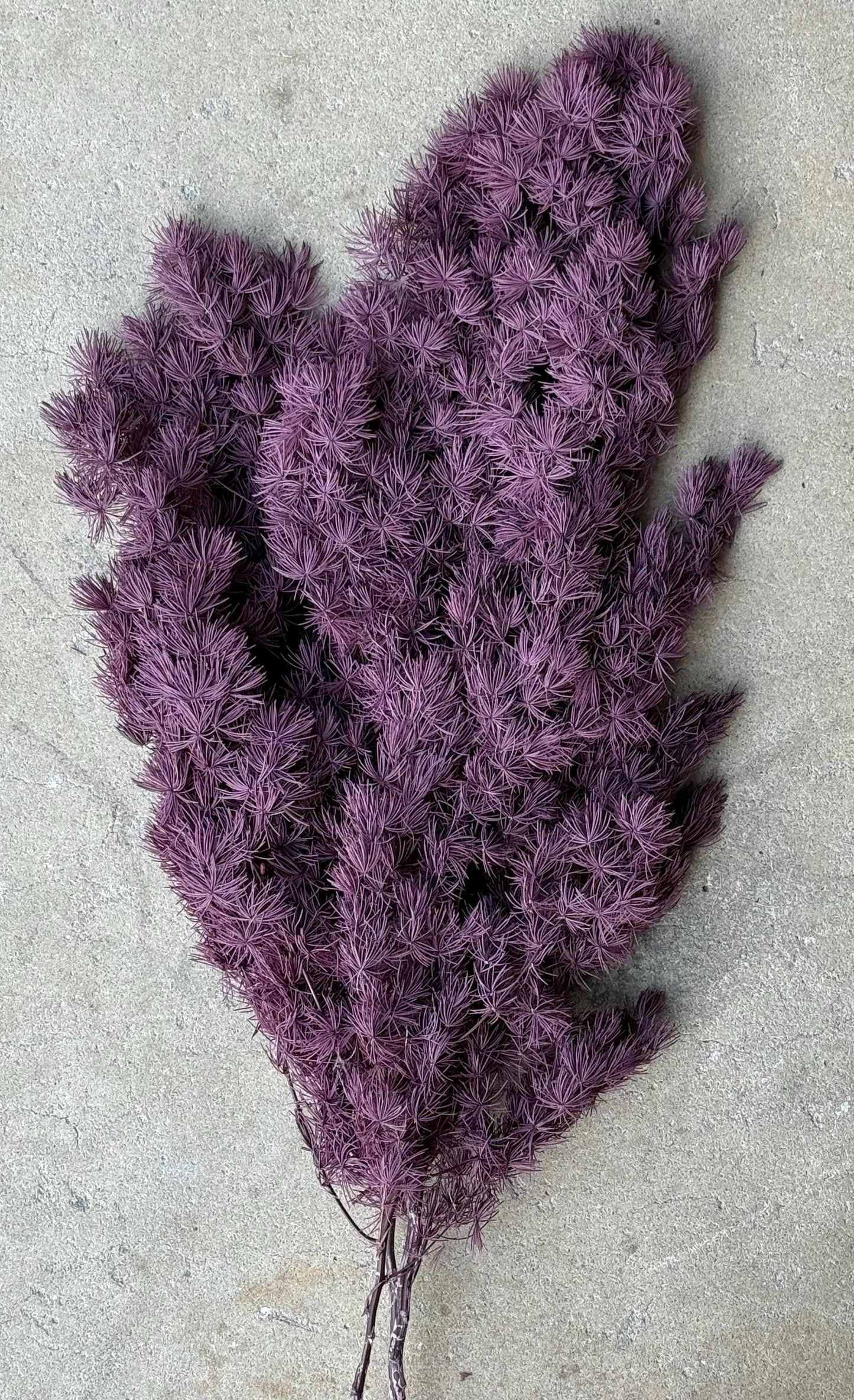 Ming/Asparagus Fern Preserved - Purple Plum