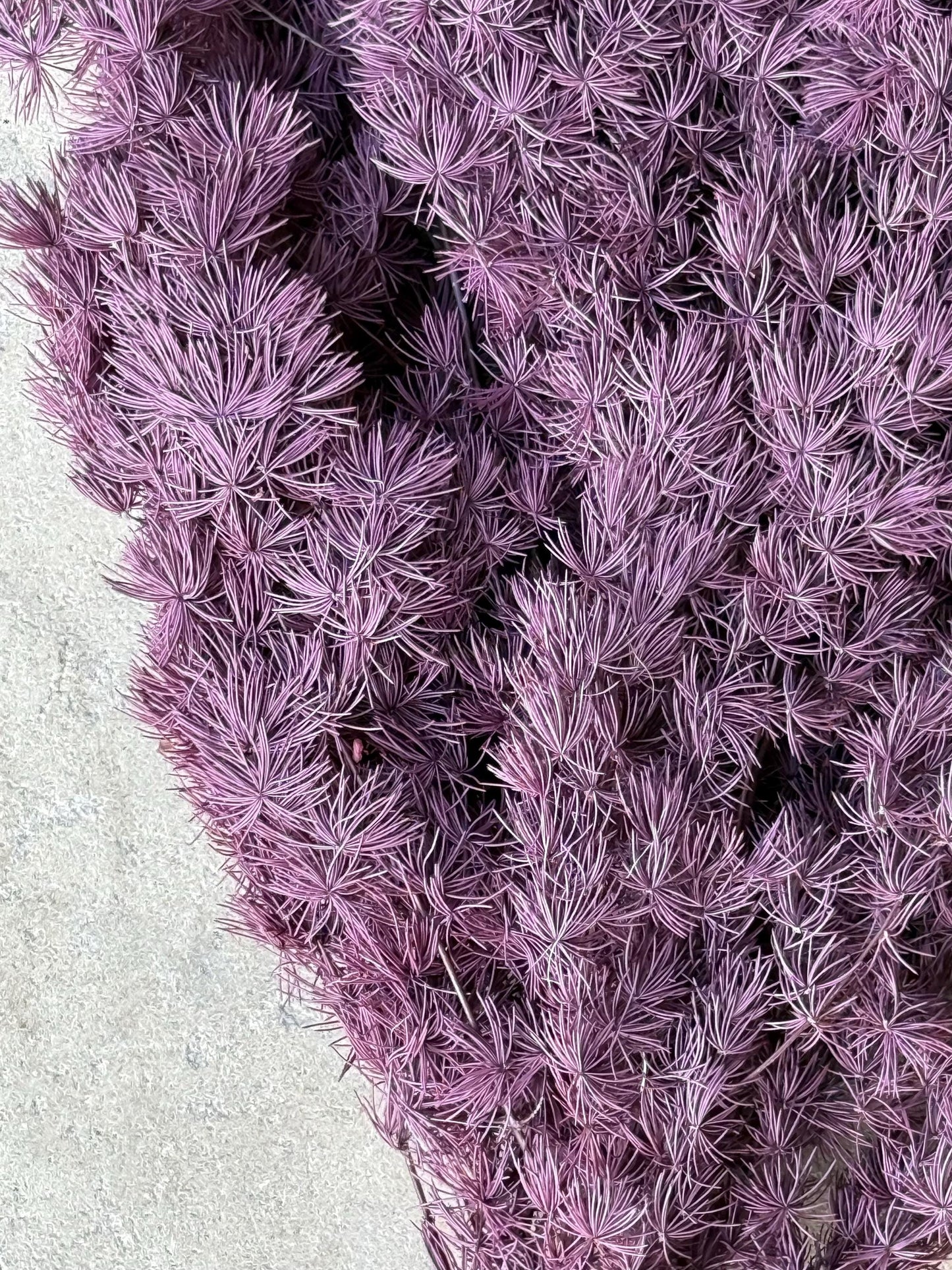Ming/Asparagus Fern Preserved - Purple Plum