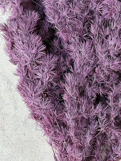 Ming/Asparagus Fern Preserved - Purple Plum