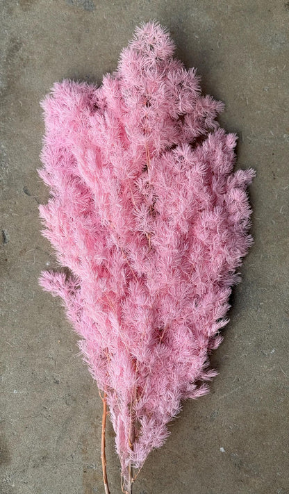 Ming/Asparagus Fern Preserved - Pink