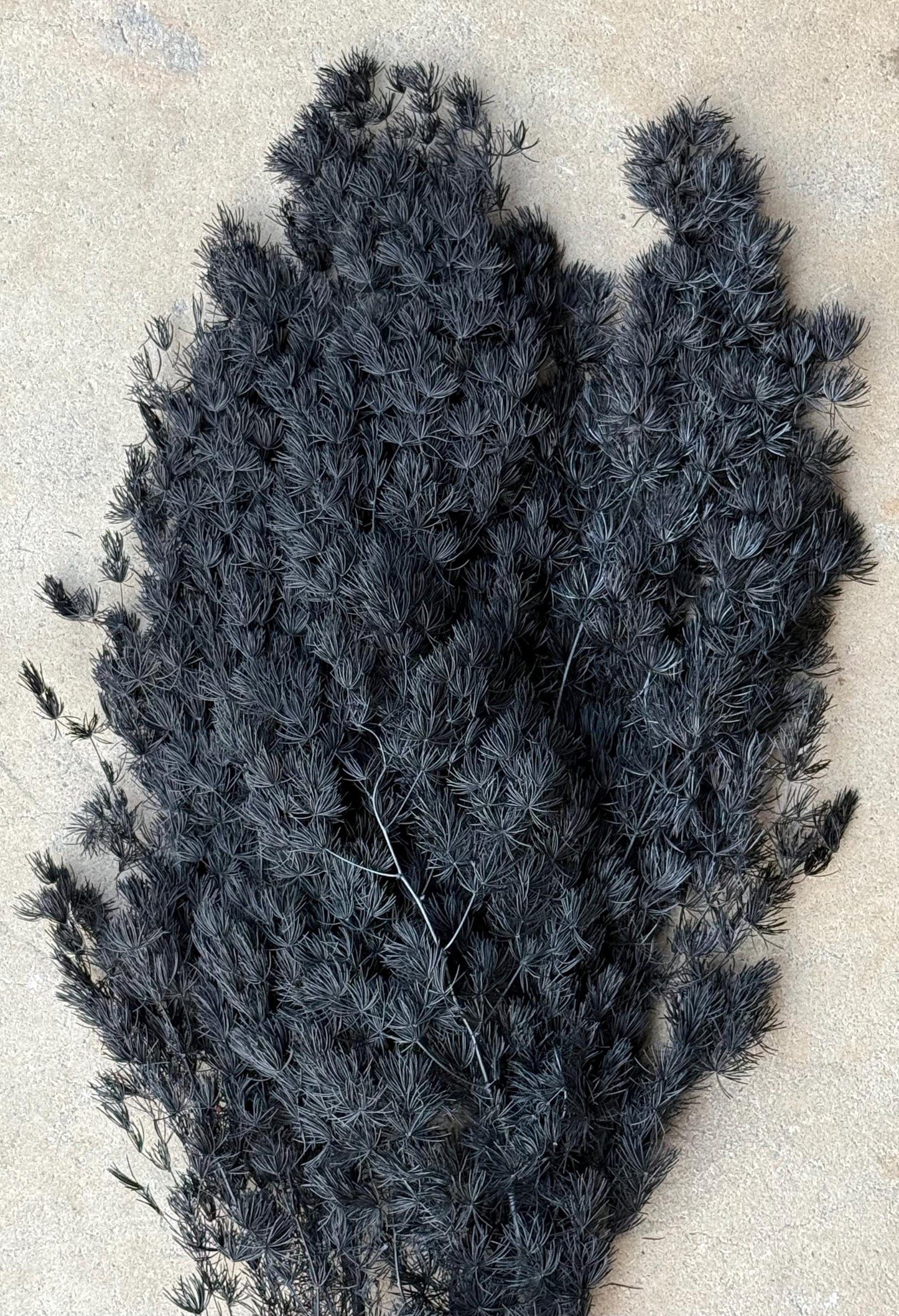 Ming/Asparagus Fern Preserved - Black