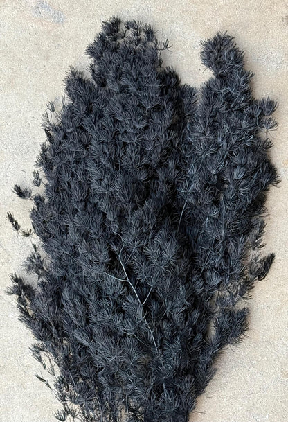 Ming/Asparagus Fern Preserved - Black