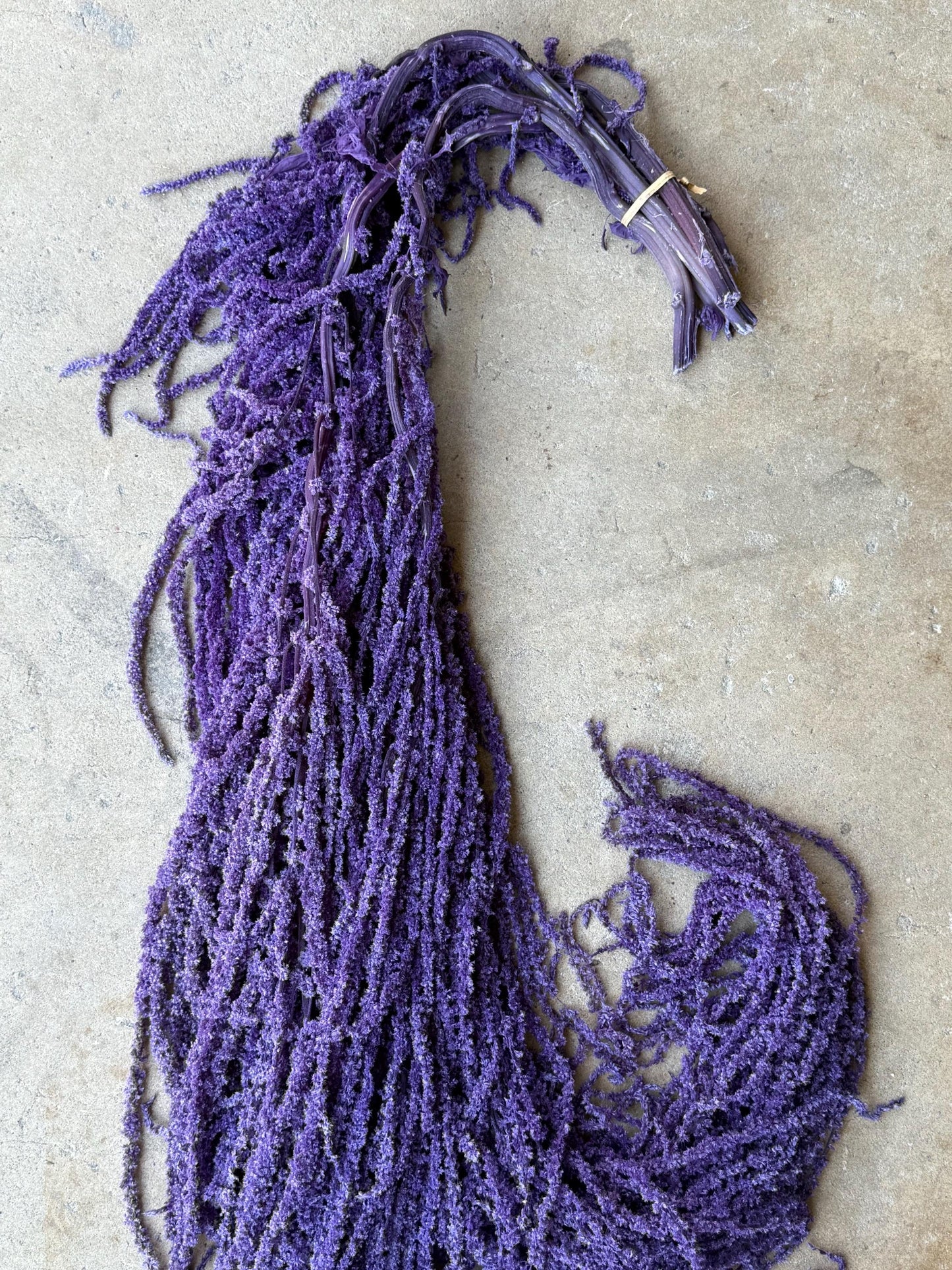 Hanging Amaranthus - Purple