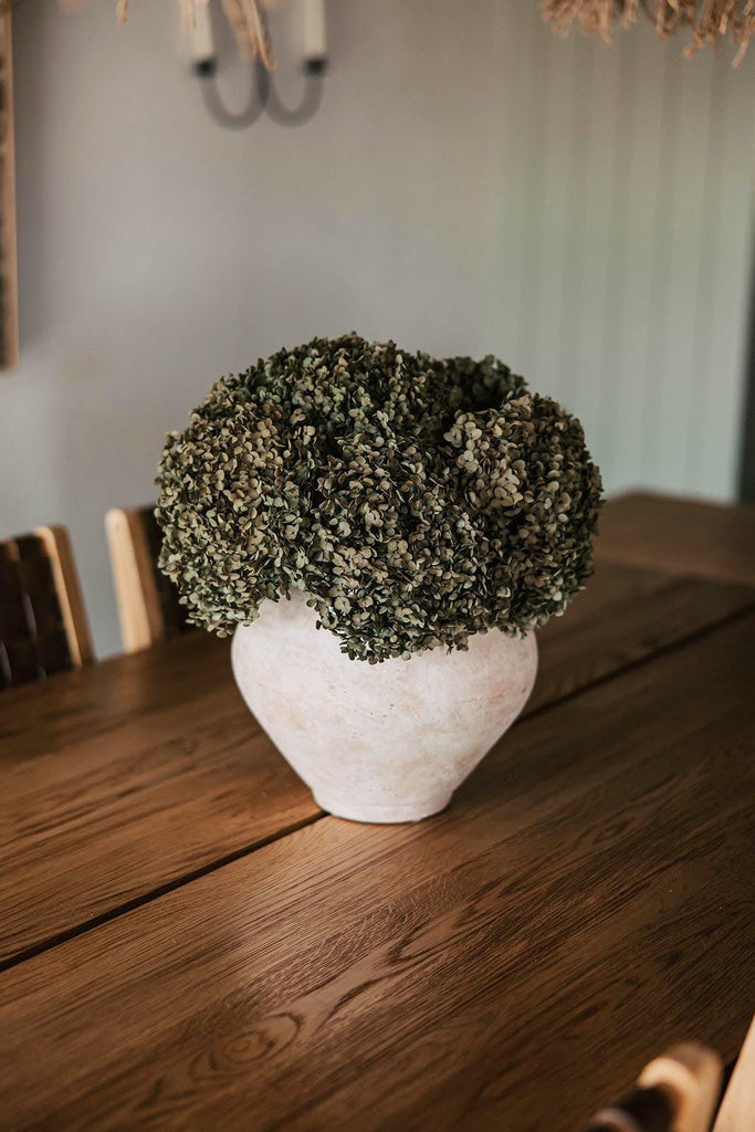 Real Hydrangea Preserved- Medium Olive Green Ombré Hydrangea
