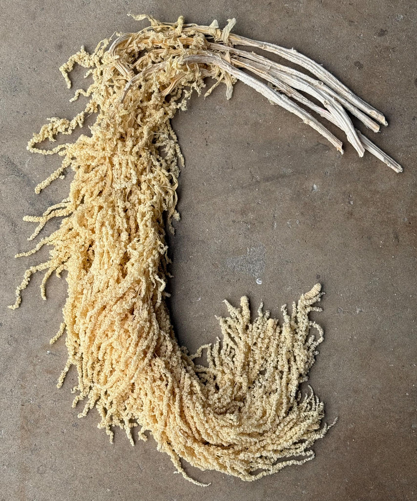 Hanging Amaranthus - Yellow