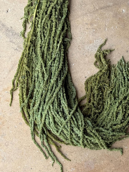 Hanging Amaranthus - Green Grass