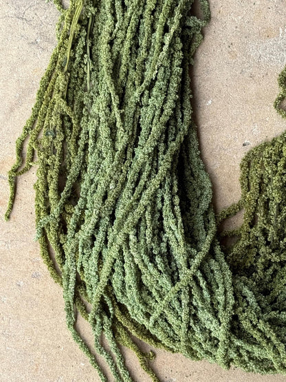 Hanging Amaranthus - Green Grass