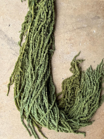 Hanging Amaranthus - Green Grass