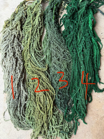 Hanging Amaranthus - Light Green Grass