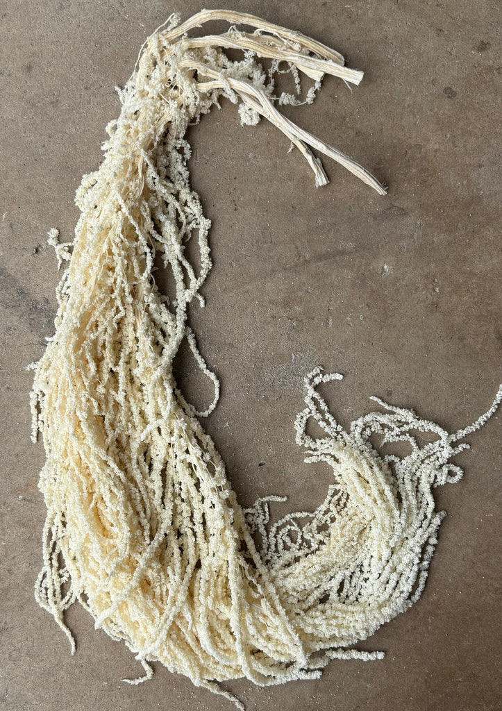 Hanging Amaranthus - Soft White