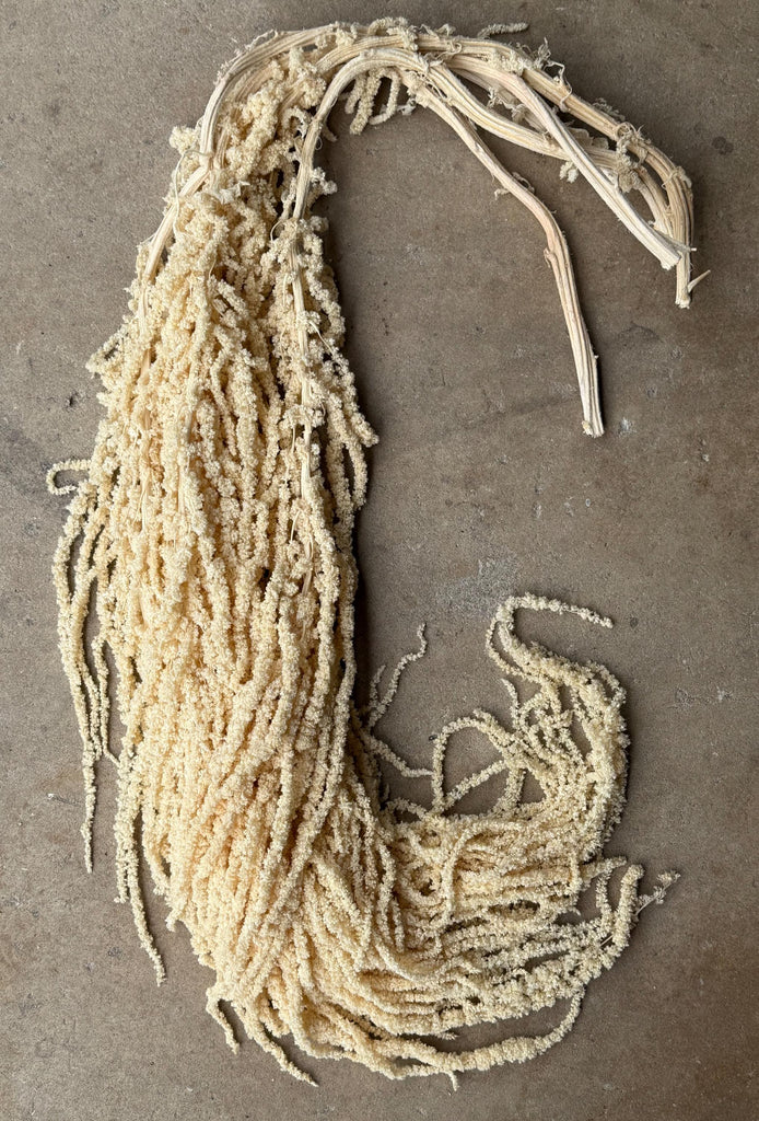 Hanging Amaranthus - Ivory