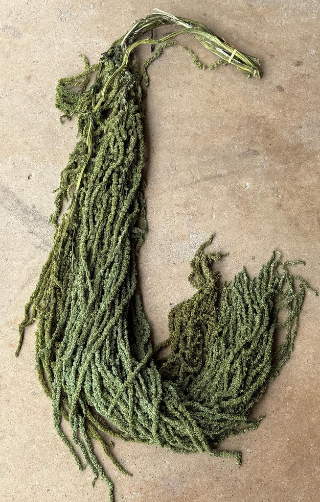 Hanging Amaranthus - Green Grass