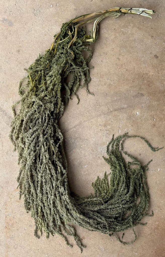 Hanging Amaranthus - Light Green Grass