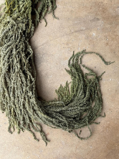 Hanging Amaranthus - Light Green Grass